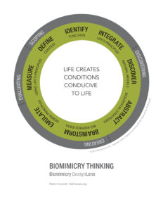 designlens_biomimicry_thinking_web
