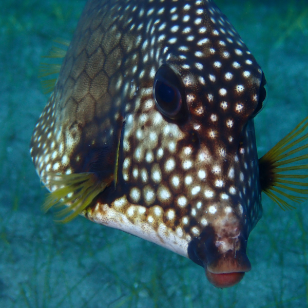 Immersion Workshop | Deep Dive into Biomimicry 2024, Bonaire, Caribbean ...