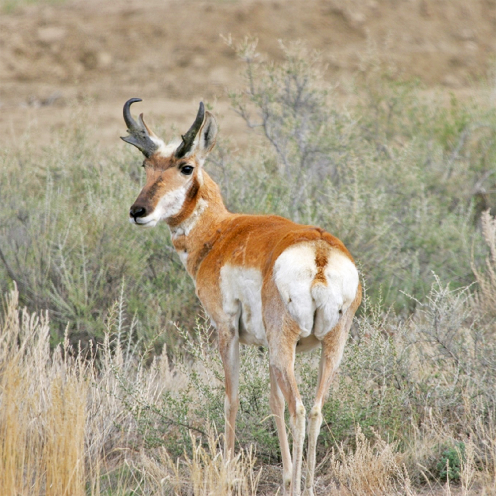 MT antelope